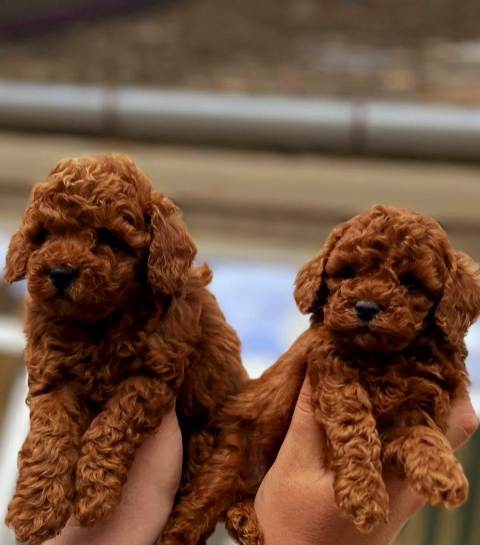 Toy poodle puppies