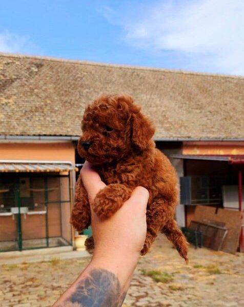 Toy poodle puppies