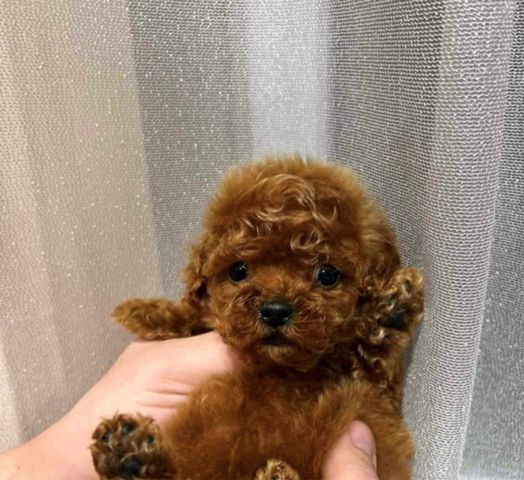 Toy poodle puppies