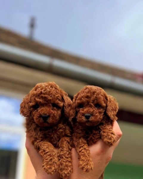 Toy poodle puppies