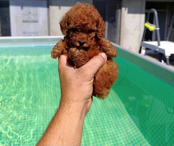 Toy poodle puppies