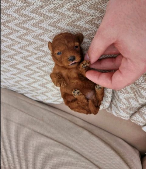 Toy poodle puppies