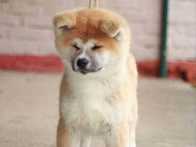 Akita Inu