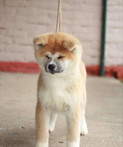 Akita Inu