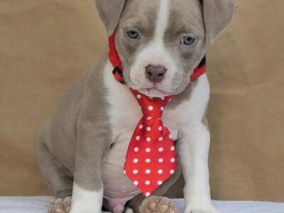 American bully pocket