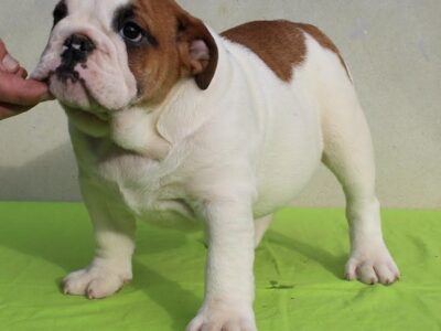 ENGLISH BULLDOG Puppies