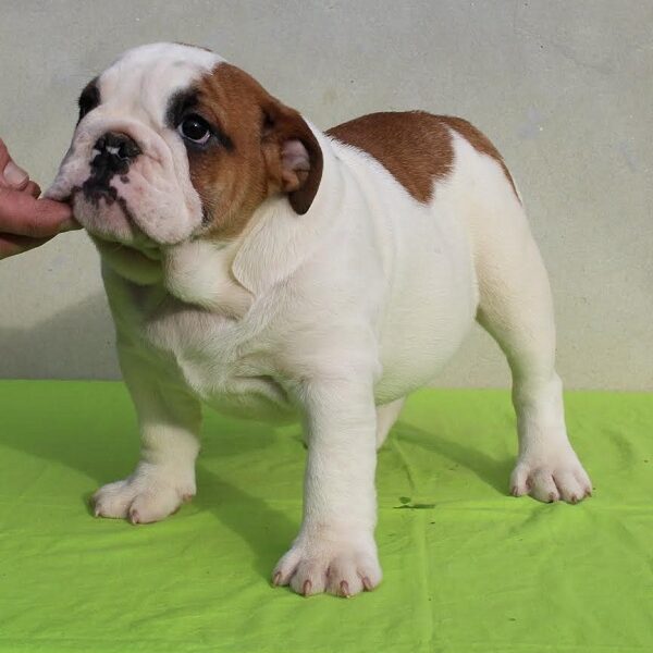 ENGLISH BULLDOG Puppies