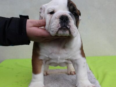 English bulldog