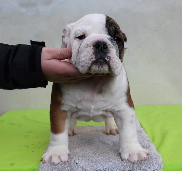 English bulldog