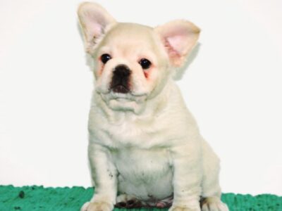 French bulldog fluffy