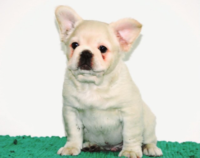 French bulldog fluffy