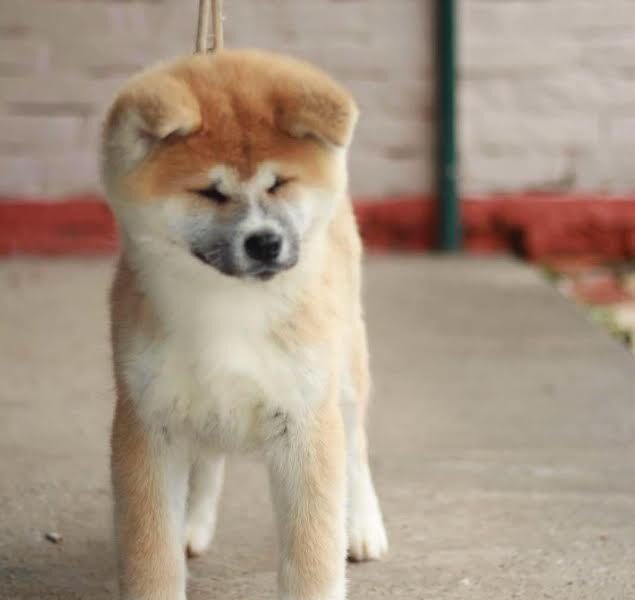 Akita Inu