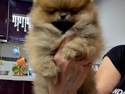 POMERANIAN, purebred puppies