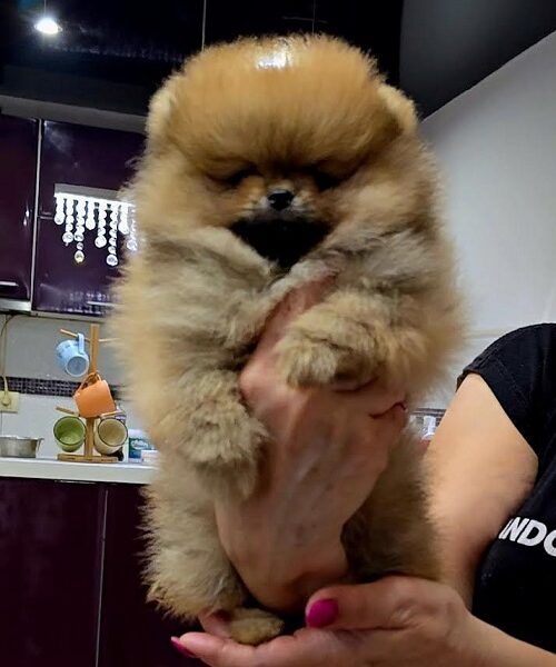 POMERANIAN, purebred puppies