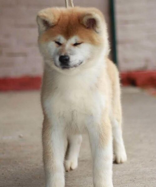 Akita Inu