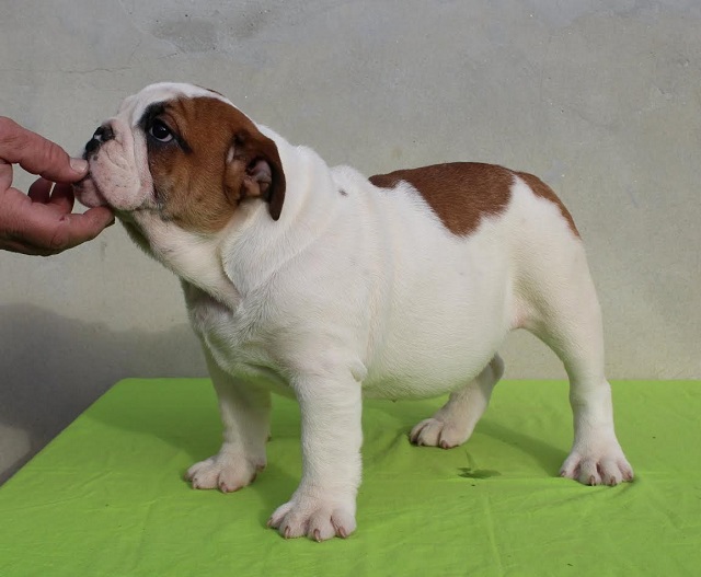 ENGLISH BULLDOG Puppies