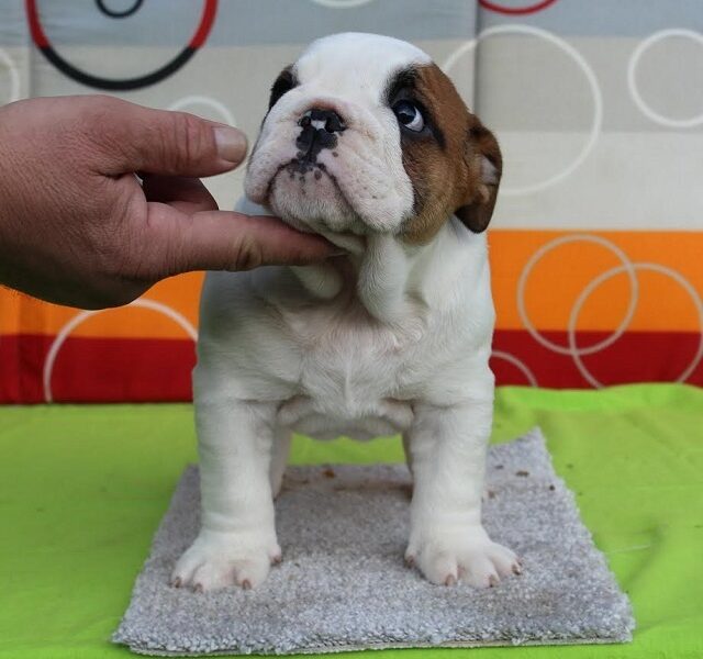 English bulldog