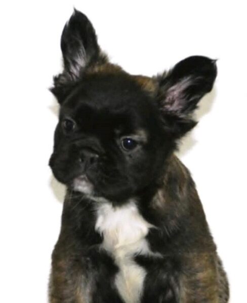 French bulldog fluffy