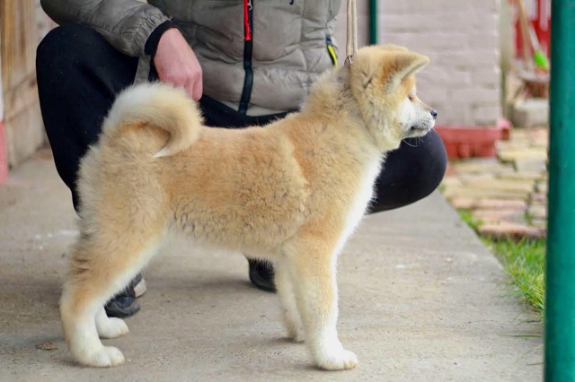 Akita Inu