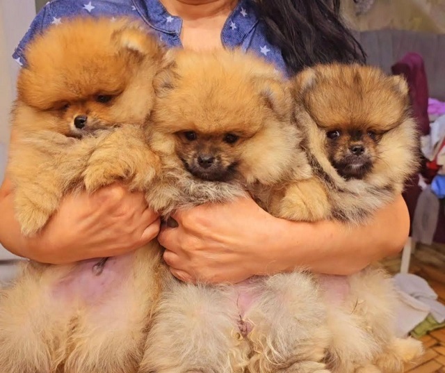 POMERANIAN, purebred puppies