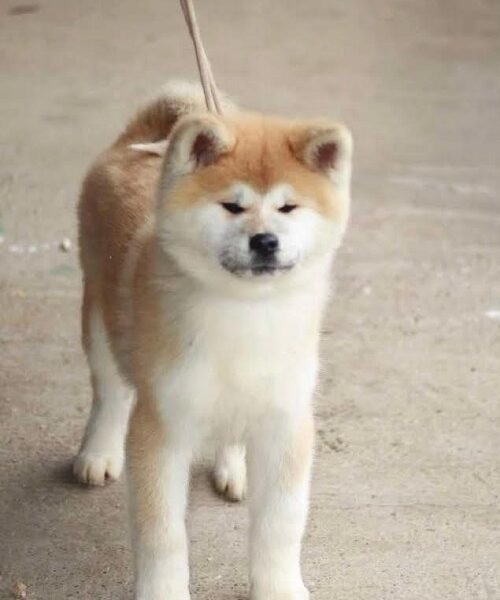 Akita Inu