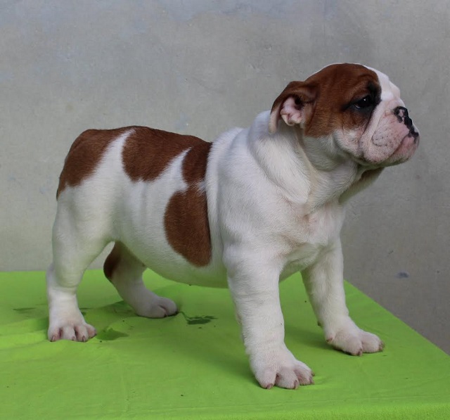 ENGLISH BULLDOG Puppies