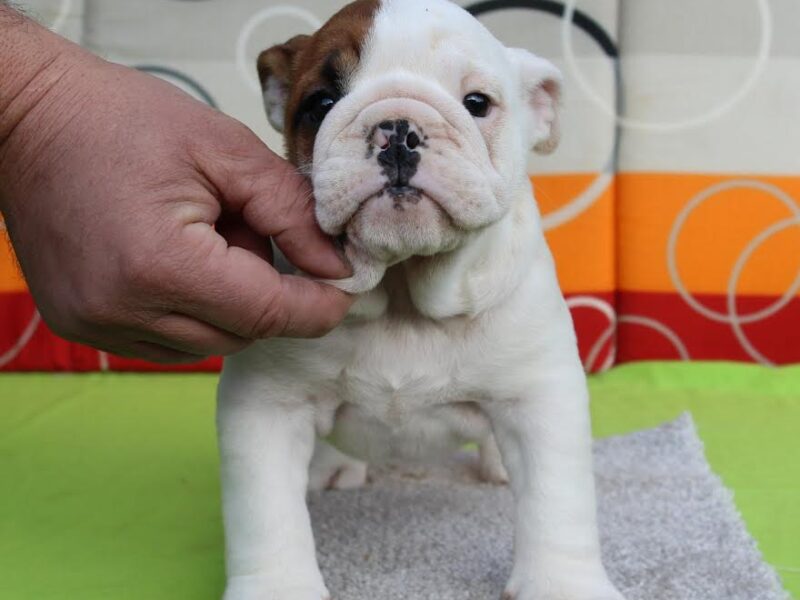 English bulldog