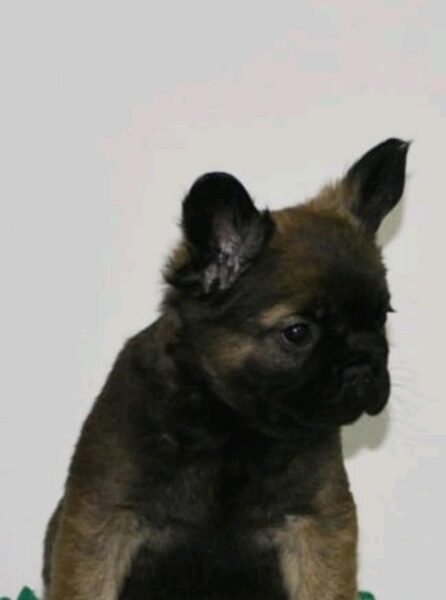 French bulldog fluffy