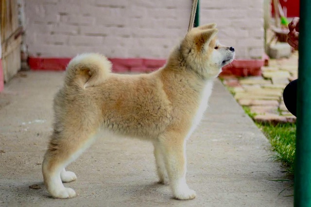 Akita Inu