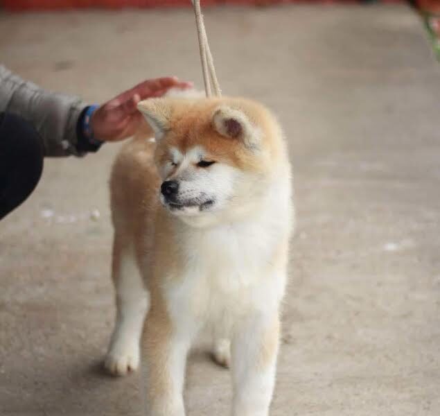 Akita Inu