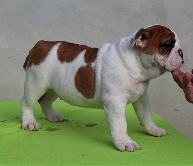 ENGLISH BULLDOG Puppies