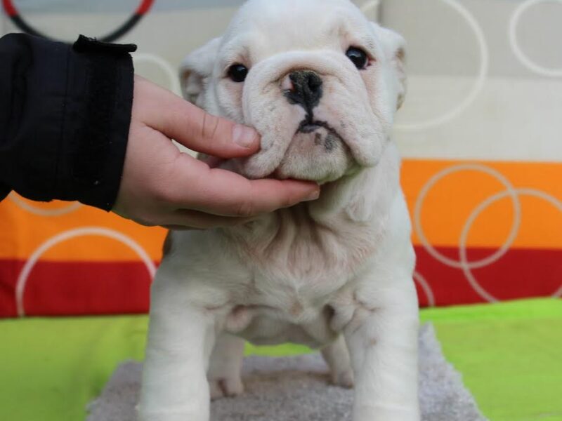 English bulldog