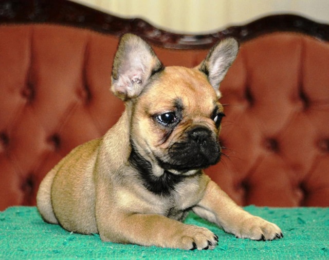 French bulldog fluffy