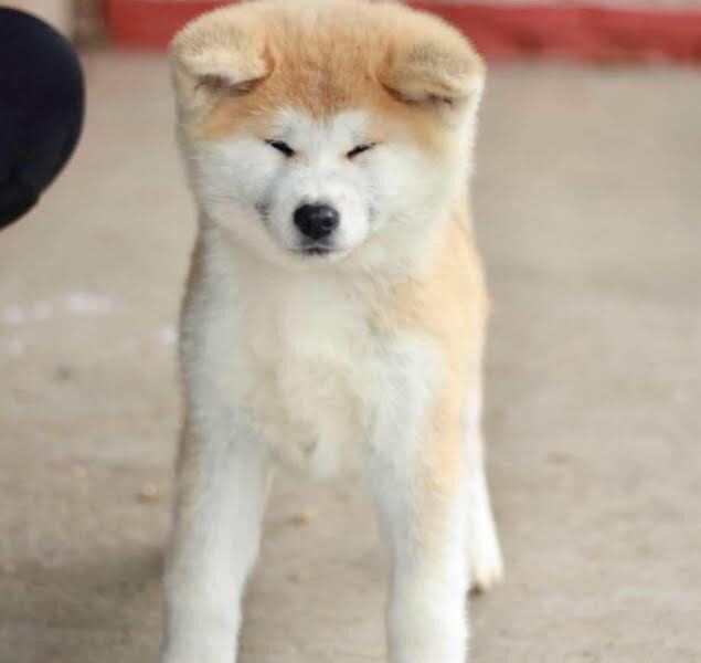 Akita Inu