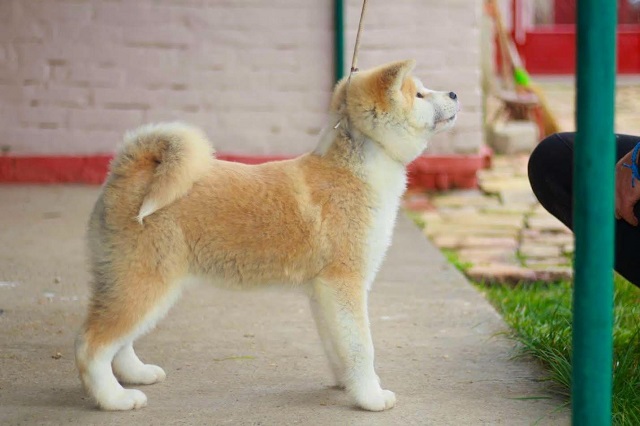 Akita Inu