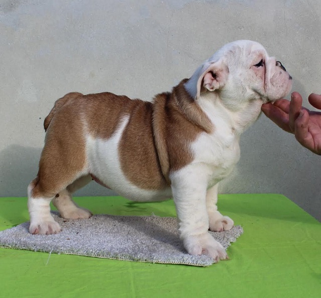 ENGLISH BULLDOG Puppies