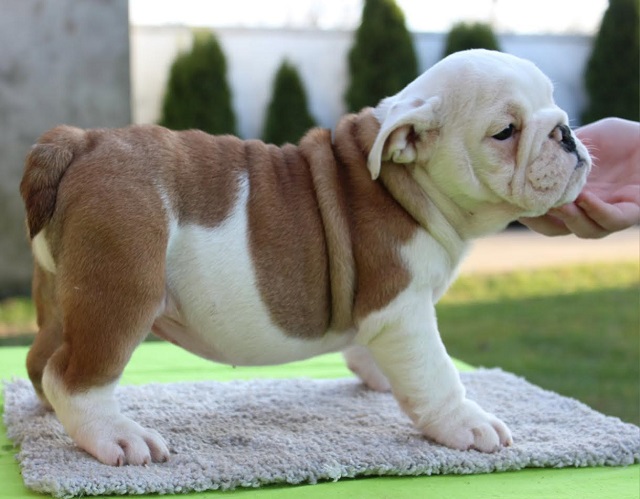 English bulldog