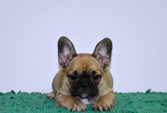 French bulldog fluffy