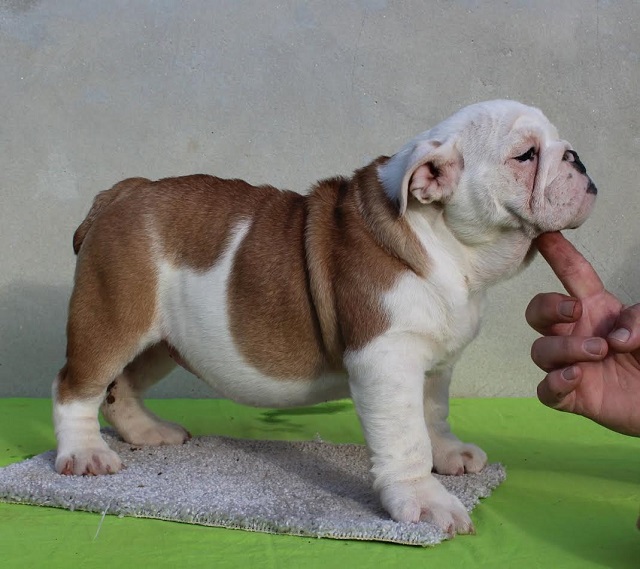 ENGLISH BULLDOG Puppies