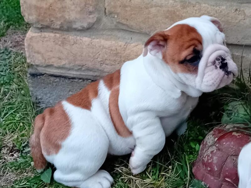 English bulldog