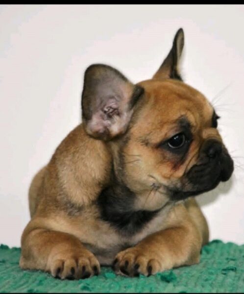 French bulldog fluffy