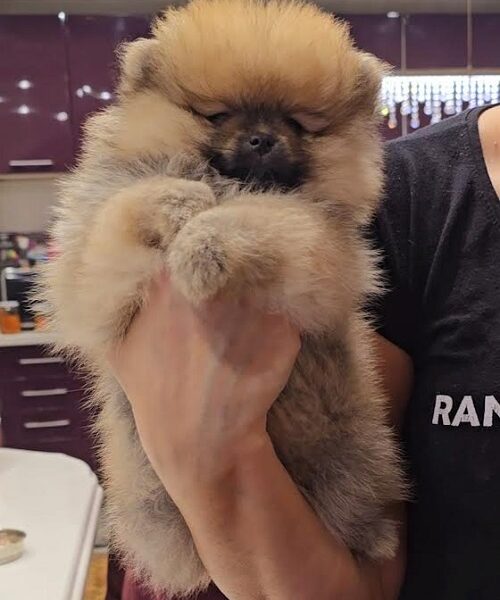 POMERANIAN, purebred puppies