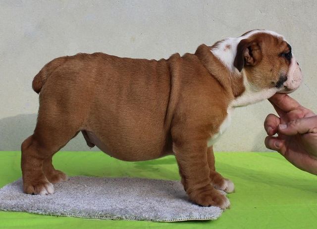 ENGLISH BULLDOG Puppies