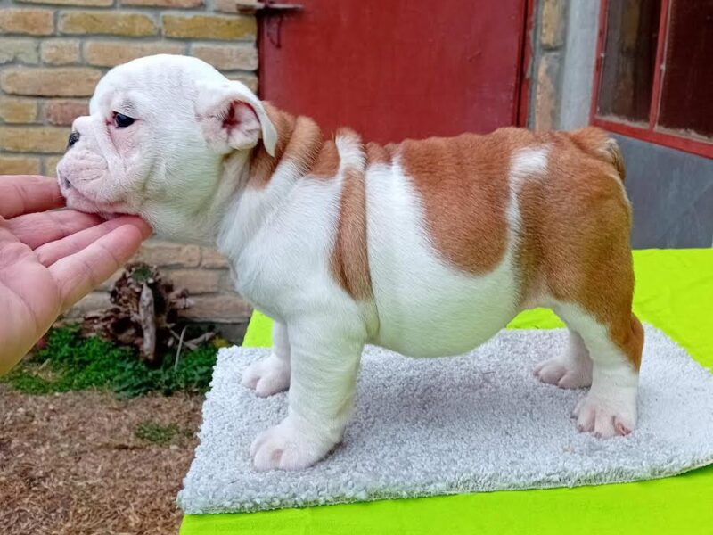 English bulldog