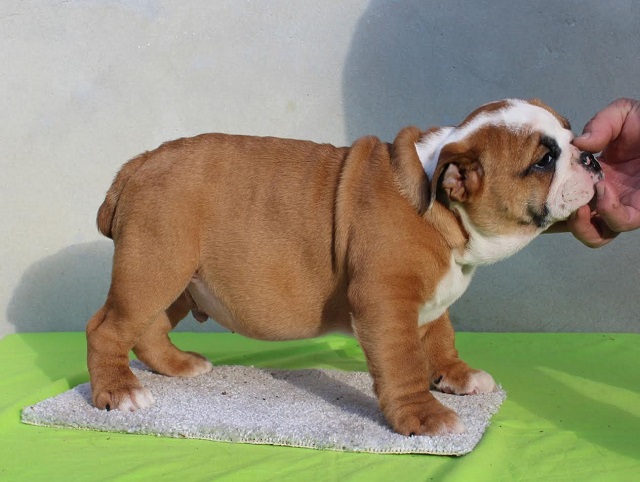 ENGLISH BULLDOG Puppies