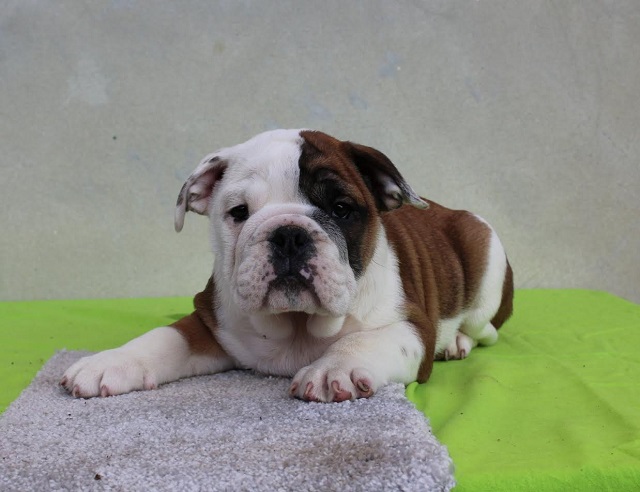 English bulldog