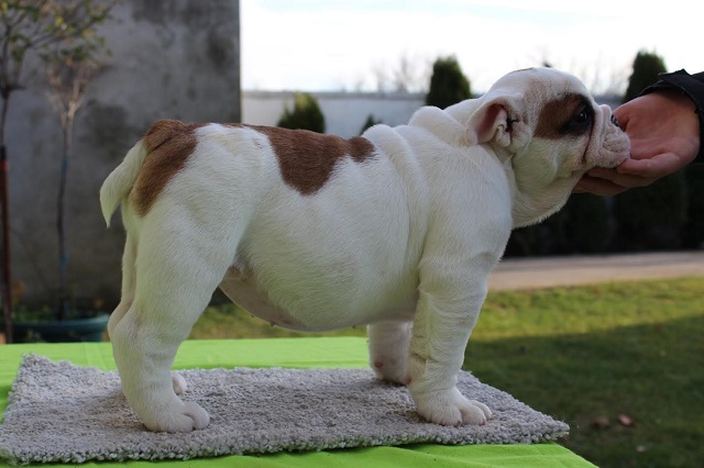 English bulldog