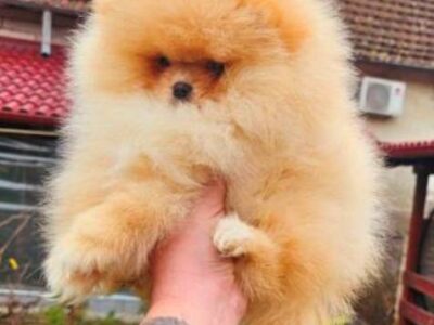 Top Pomeranian puppies