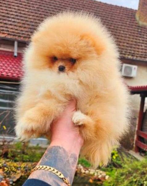 Top Pomeranian puppies