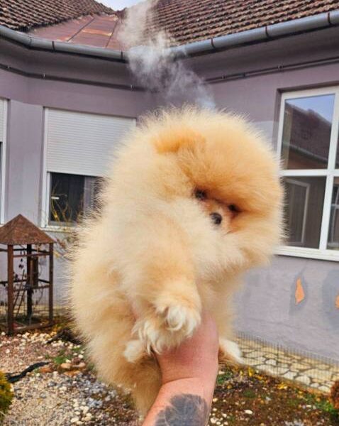 Top Pomeranian puppies